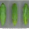 colias croceus pupa3 volg